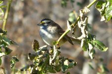 White-throated Sparrow '07 (Medium).jpg