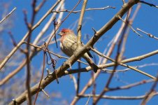 HouseFinch '07 (Medium).jpg