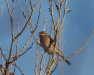 Pine Bunting_Aliakmon_231222b.jpg