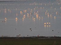 Flamingos_Kerkini_231222a.jpg