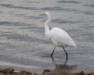 Great White Egret_Kerkini_241222a.jpg