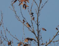 Hawfinch_Kerkini_241222a.jpg