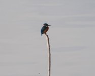 Kingfisher_Kerkini_241222a.jpg