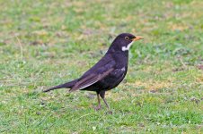 Blackbird-(12)-fbook.jpg