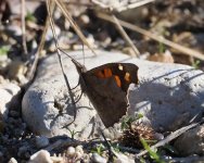 Nettle Tree Butterfly_Kerkini_251222a.jpg