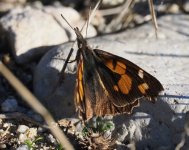 Nettle Tree Butterfly_Kerkini_251222b.jpg