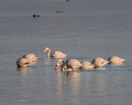 Greater Flamingos_Kerkini_261222a.jpg