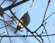 Pallas's Warbler_Kerkini_271222b.jpg