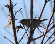 Pallas's Warbler_Kerkini_271222e.jpg