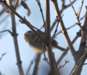 Pallas's Warbler_Kerkini_271222f.jpg