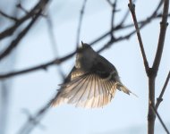 Pallas's Warbler_Kerkini_271222i.jpg