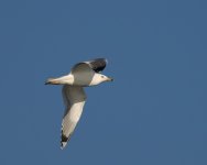 Caspian Gull_Kerkini_271222d.jpg