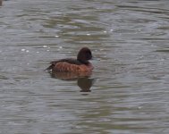 Ferruginous Duck_Kerkini_281222a.jpg