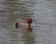 Ferruginous x Pochard_Kerkini_281222a.jpg