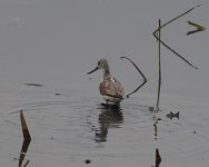 Greenshank_Kerkini_281222b.jpg