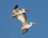 Dalmatian Pelican_Porto Lagos_301222a.jpg