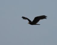 GS Eagle_Porto Lagos_301222a.jpg