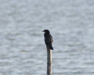 Pygmy Cormorant_Porto Lagos_301222a.jpg