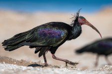 Northern bald ibis 007.JPG