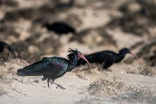 Northern bald ibis 003.JPG