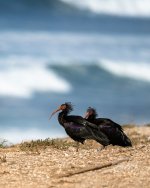 Northern bald ibis 013.JPG