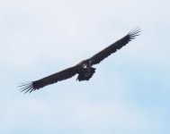 Black Vulture_Dadia_311222a.jpg
