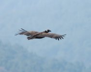 Black Vulture_Dadia_311222b.jpg