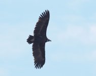 Black Vulture_Dadia_311222d.jpg