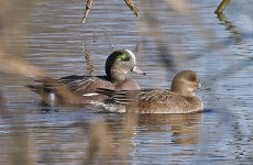 B American Wigeon 004.jpg