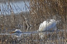 C Great White Egret 01 bathing.jpg