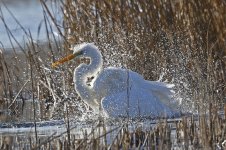 C Great White Egret 04 bathing.jpg