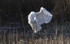 C Great White Egret 07 preening.jpg