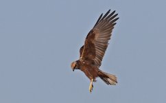 B Marsh Harrier 003.jpg