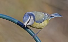 C Blue Tit 001.jpg