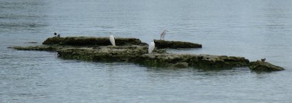 pied reef herron.jpg