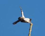 Pygmy Owl_Elatia_040123c.jpg