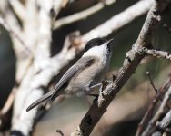 Willow Tit_Elatia_040123a.jpg