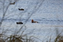 B Red-crested Pochard 002.jpg