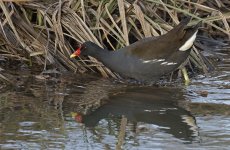 B Moorhen 002.jpg