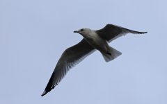 B Common Gull 004.jpg