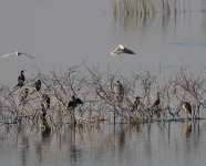 Night Heron_Karla_050123a.jpg