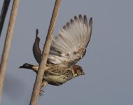 Spanish Sparrow_Aliakmon_050123a.jpg