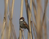 Spanish Sparrow_Aliakmon_050123b.jpg