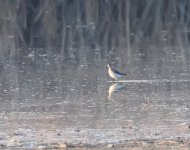 Wood Sandpiper_Karla_050123c.jpg