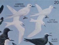 Fairy Terns.jpg