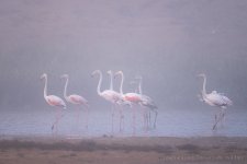 Greater flamingo 080.JPG