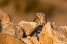 Little owl 011.JPG