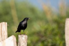 Spotless starling 002.JPG