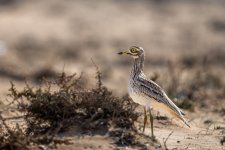 Stone-curlew 002.JPG