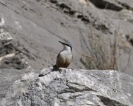 Rock Nuthatch_Karla_070123a.jpg